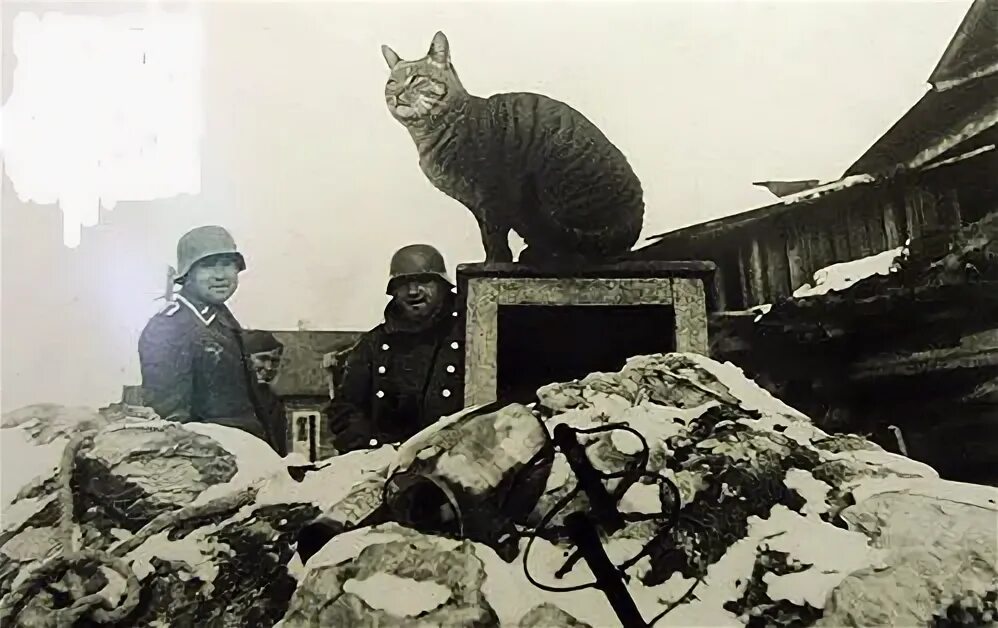 Блокада ленинграда крысы. Крысы в блокаду. Крысы в блокаду. Блокада ленинграда кошки. Крысы в блокадном ленинграде.