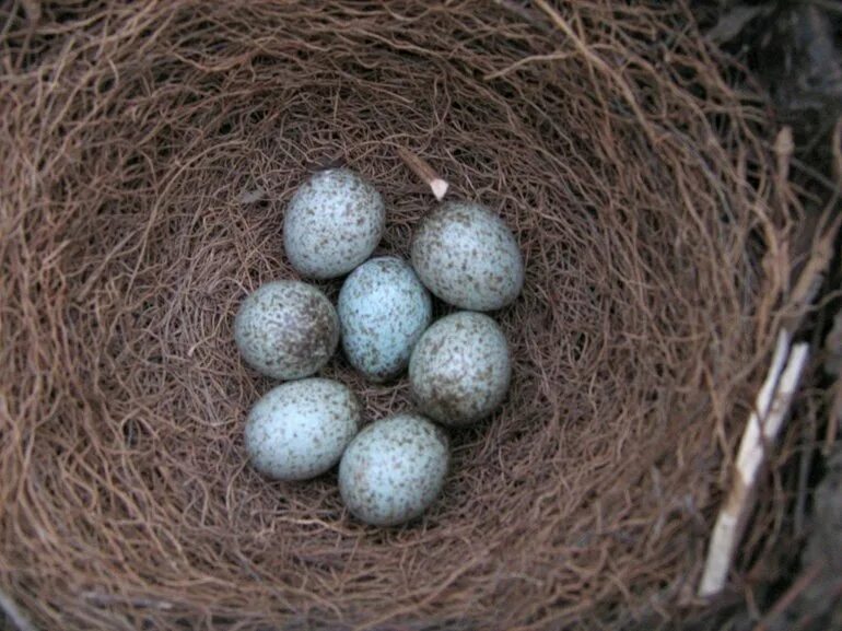 К чему снится видеть яйца. Сорока обыкновенная гнездо. Яйца сороки. Сорочьи яйца. Гнездо с яйцами.