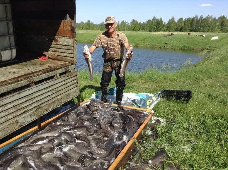 Рыбалка на вологодских озерах. Платная рыбалка. Рыболовство в Вологодской области. Река Вологда рыбалка. Рыбаки Вологодской области.