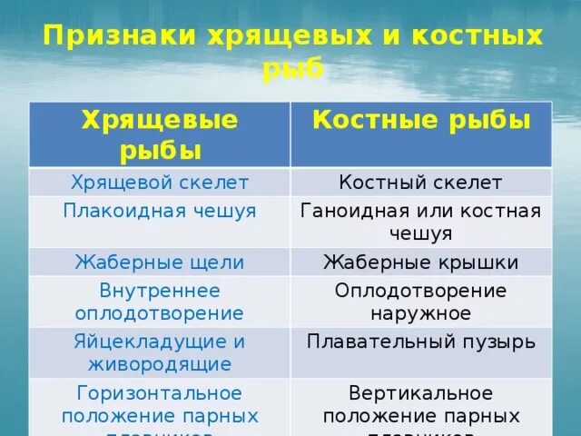 Чем отличаются классы рыб. Признаки костных рыб таблица. Признаки хрящевых рыб и костных рыб таблица 7 класс. Костные и хрящевые рыбы таблица. Признаки класса хрящевые рыбы.