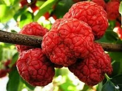 Фрукт похожий на малину