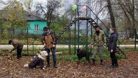 Рязанские собаки