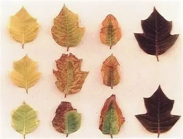 Сухие края листьев. Коричневые края листьев. Коричневые сухие края на листьях. По краям листа коричневый сухой край. Почему у кумквата коричневеют края листьев.