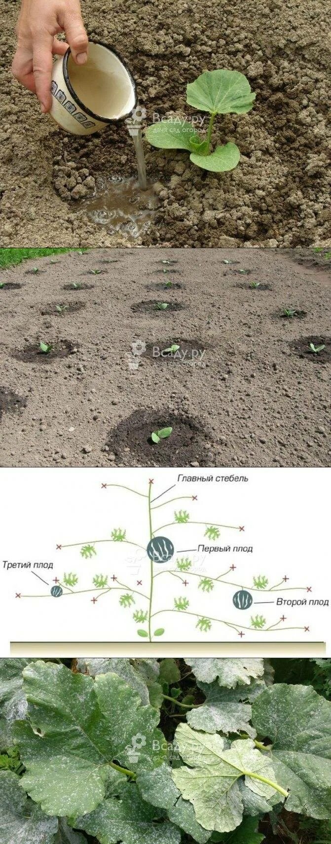 Тыква в открытом грунте. Посадка тыквы. Тыква посадка в грунт. Высадка тыквы в открытый грунт.