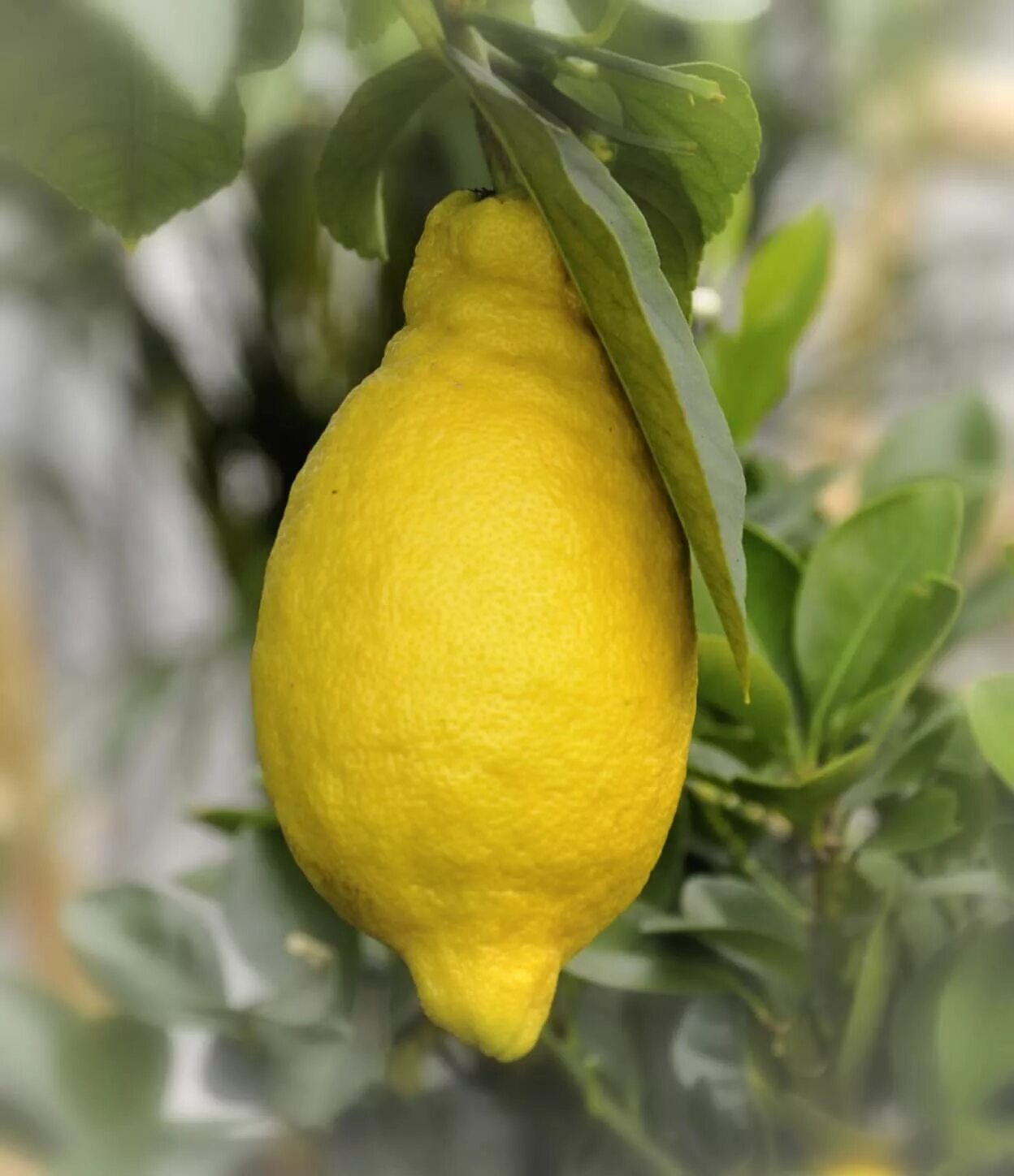 Гибрид лимона как называется. Лимон Салицифолия иволистный. Лимон Лунарио. Сорт лимона Лунарио. Лимон сорт Мейер.