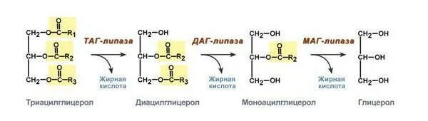 Синтез липазы. Тканевой липолиз биохимия реакции. Схема липолиза биохимия. Липолиз триацилглицеринов в жировой ткани. Таг липаза реакция.