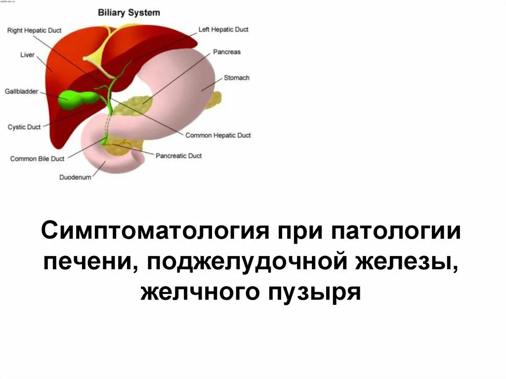 Польза для печени и желчного пузыря