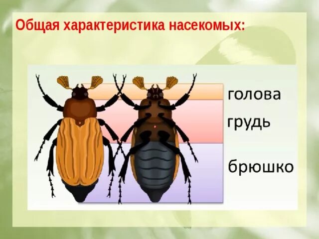 Характеристика класса насекомые 7 класс. Характеристика насекомых. Общие особенности насекомых. Что общего у насекомых.