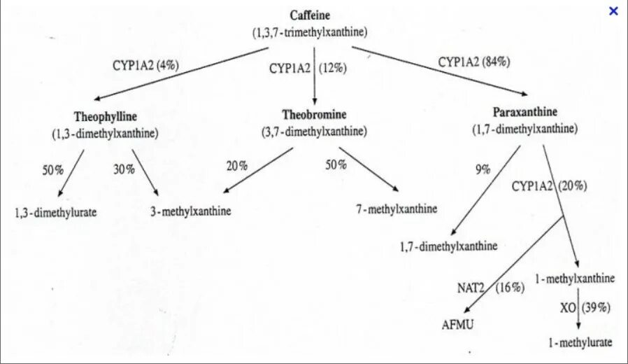 Кофеин взаимодействие. Метаболизм кофеина схема. Метаболизм кофеина биохимия. Биотрансформация кофеина. Механизм действия кофеина.