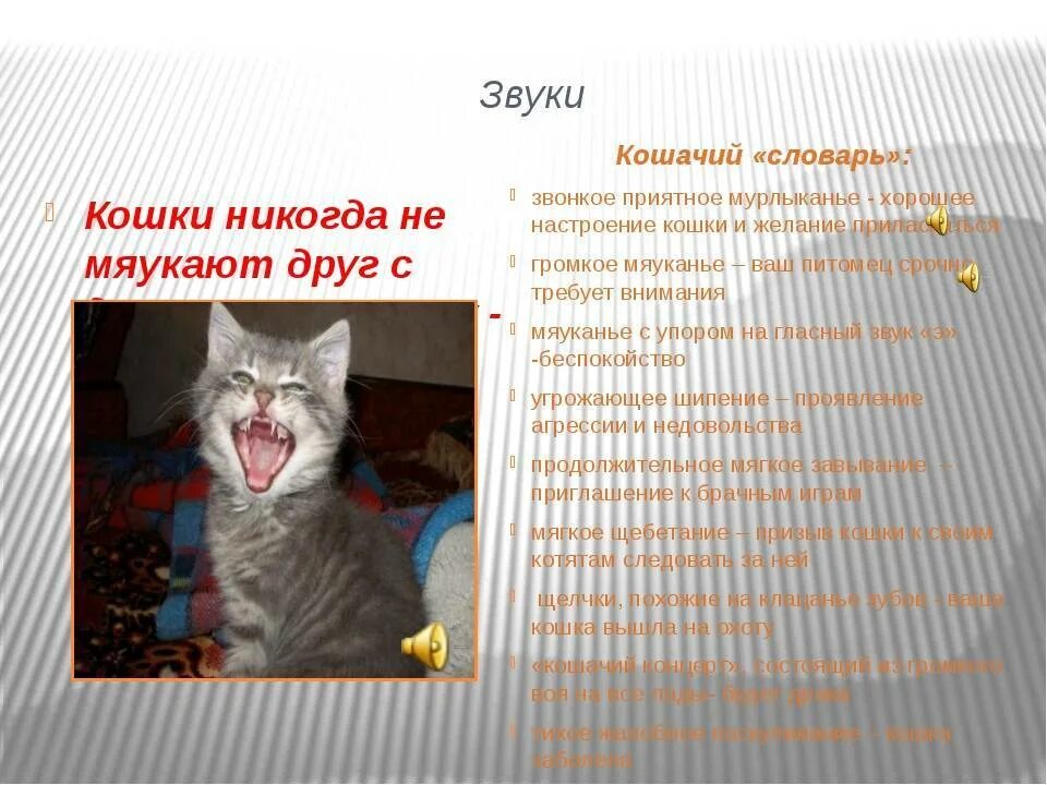 Странные звуки котов. Язык котов мяуканье. Кошка издает звуки. Звук который издают коты. Звук кота для кошки.