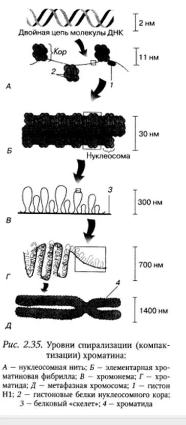 Спирализация хромосом это. Нуклеосомный уровень компактизации хроматина. Уровни компактизации хроматина таблица. Этапы спирализации хроматина. Уровни спирализации хроматина.
