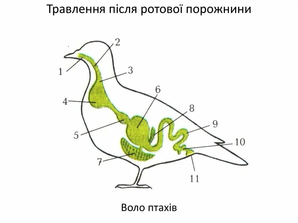 Пищеварительная система класса птиц. Схема строения органов пищеварения птицы. Схема пищеварительной системы птицы 8 класс биология. Схема пищеварительной системы птицы рисунок. Пищеварительная система птиц 7 класс схема.