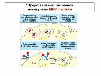 Процессинг антигена