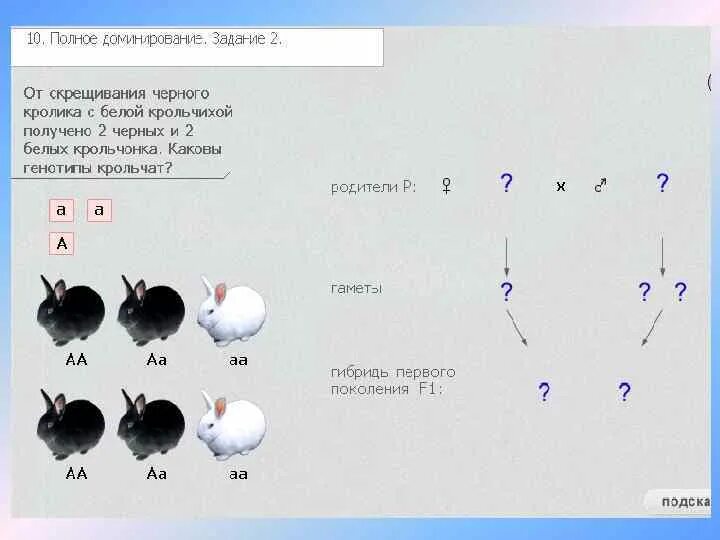 При скрещивании черного кролика. Задачи по генетике кролики. При скрещивании черной самки кролика. При скрещивании черных кроликов.