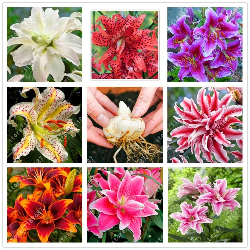 луковицы лилий недорого. лилия азиатская тинилко. луковичные семена лилий. луковицы: лилия йеллоу браш. лилии клубневые.