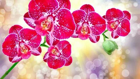 Картинки высокого разрешения для печати
