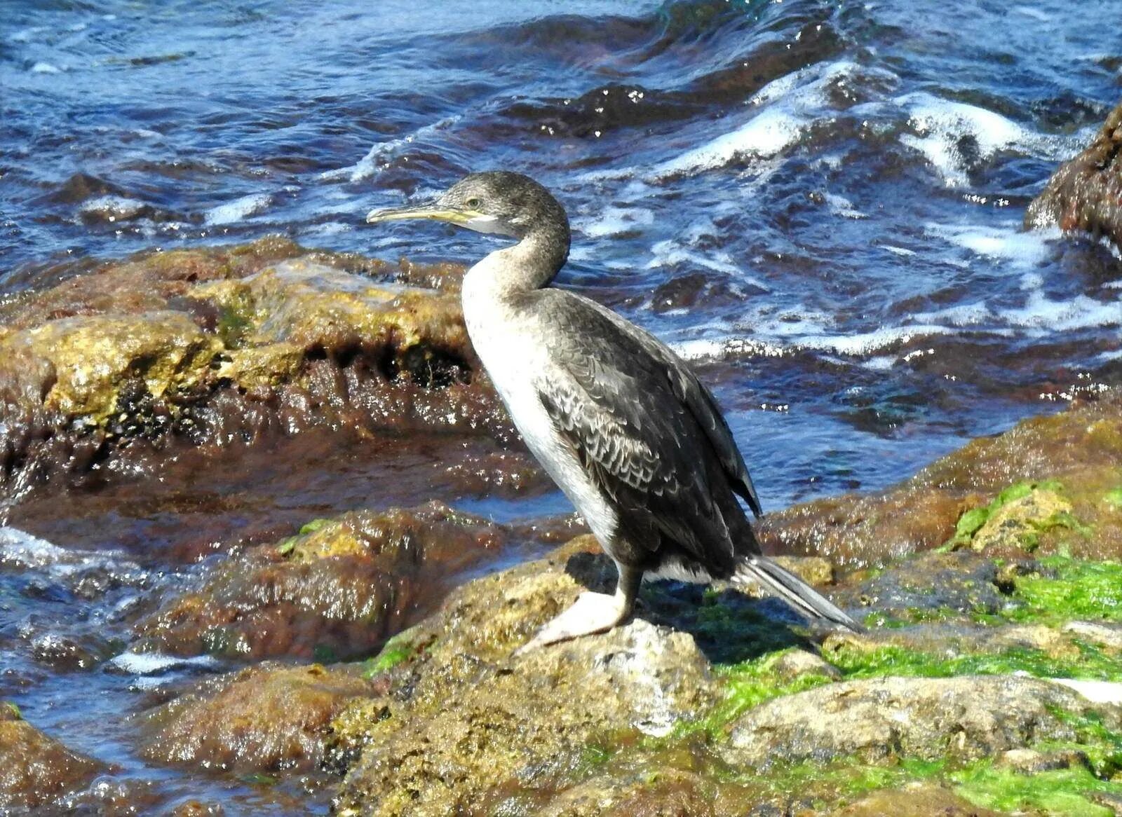 Хохлатый Баклан Phalacrocorax Aristotelis. Баклан Крымский. Баклан Средиземноморский. Хохлатый Баклан в Крыму.