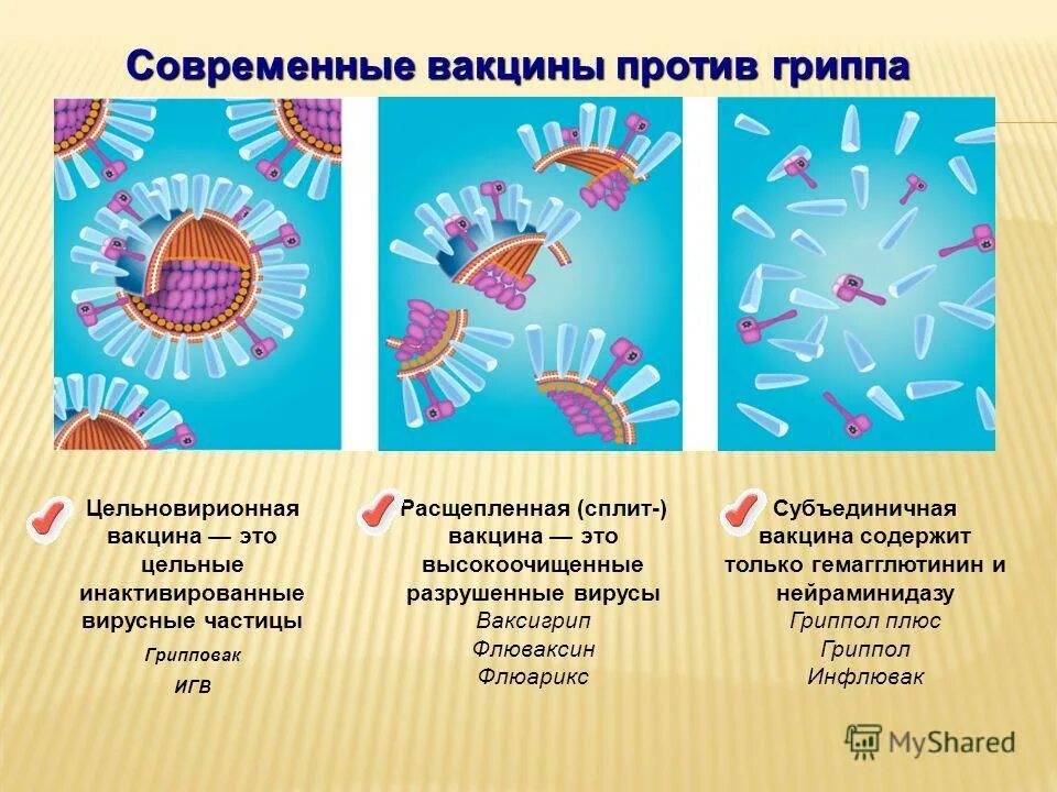 Вакцина против гриппа. Современные вакцины. Современные вакцины от гриппа. Типы вакцин от гриппа. Группа против вакцины