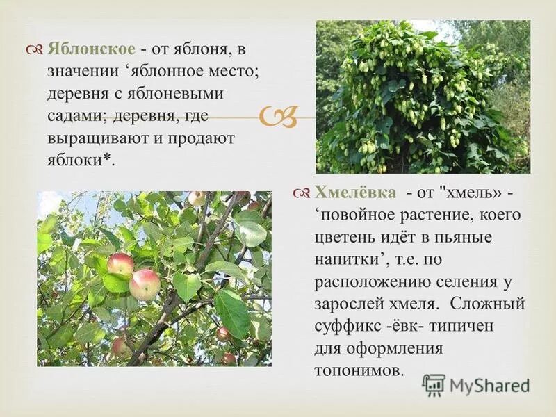 Значение яблони. Значение яблони. Яблоко для презентации. Значение яблони в природе. Яблоко раздора фразеологизм.