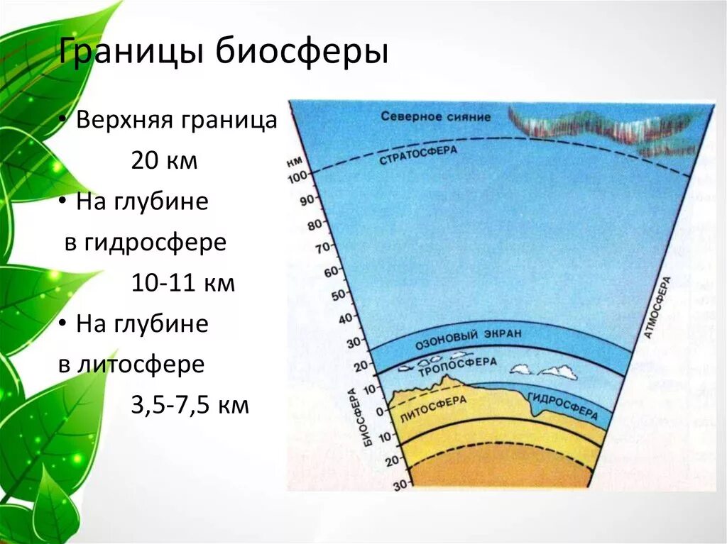 В литосфере существует жизнь