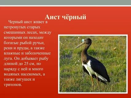 Черный занесен в красную книгу