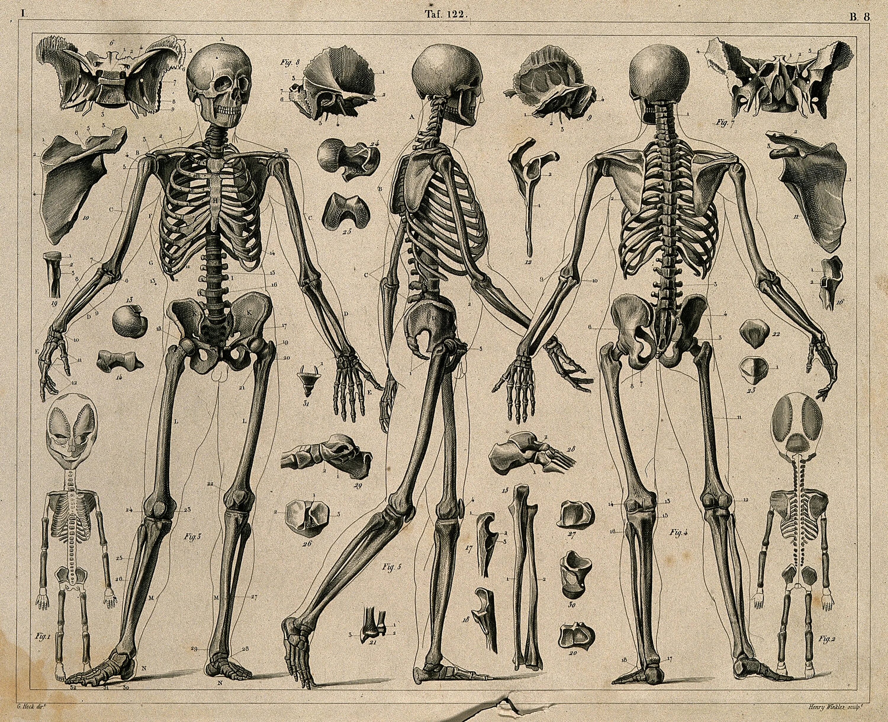 Костная система человека скелет. Скелет человека реферанс. Анатомия скелета человека референс. Скелет человека анатомия Майерс.