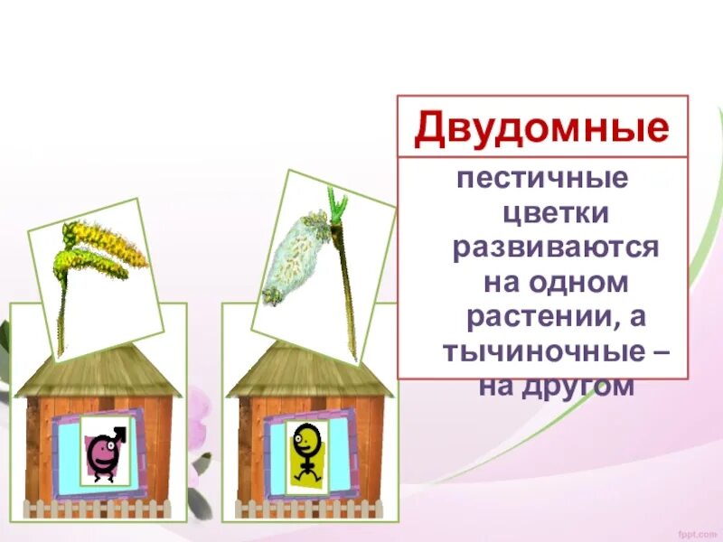 Двудомными называют растения у которых развиваются цветки. Двудомные растения. Двудомные растения примеры. Однодомные и двудомные растения. Однодомные и двудомные растения примеры.