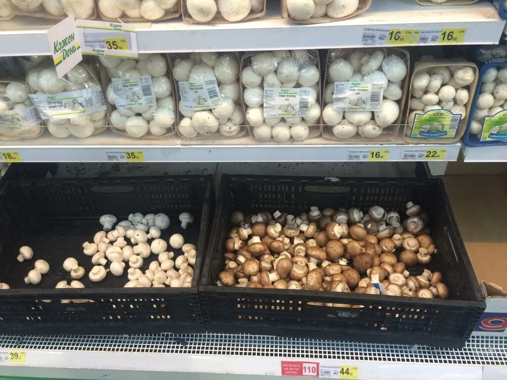 Можно отравиться шампиньонами. Можно ли отравиться шампиньонами из магазина симптомы. Старый шампиньон. Отравление шампиньонами. Испорченные шампиньоны отравление.