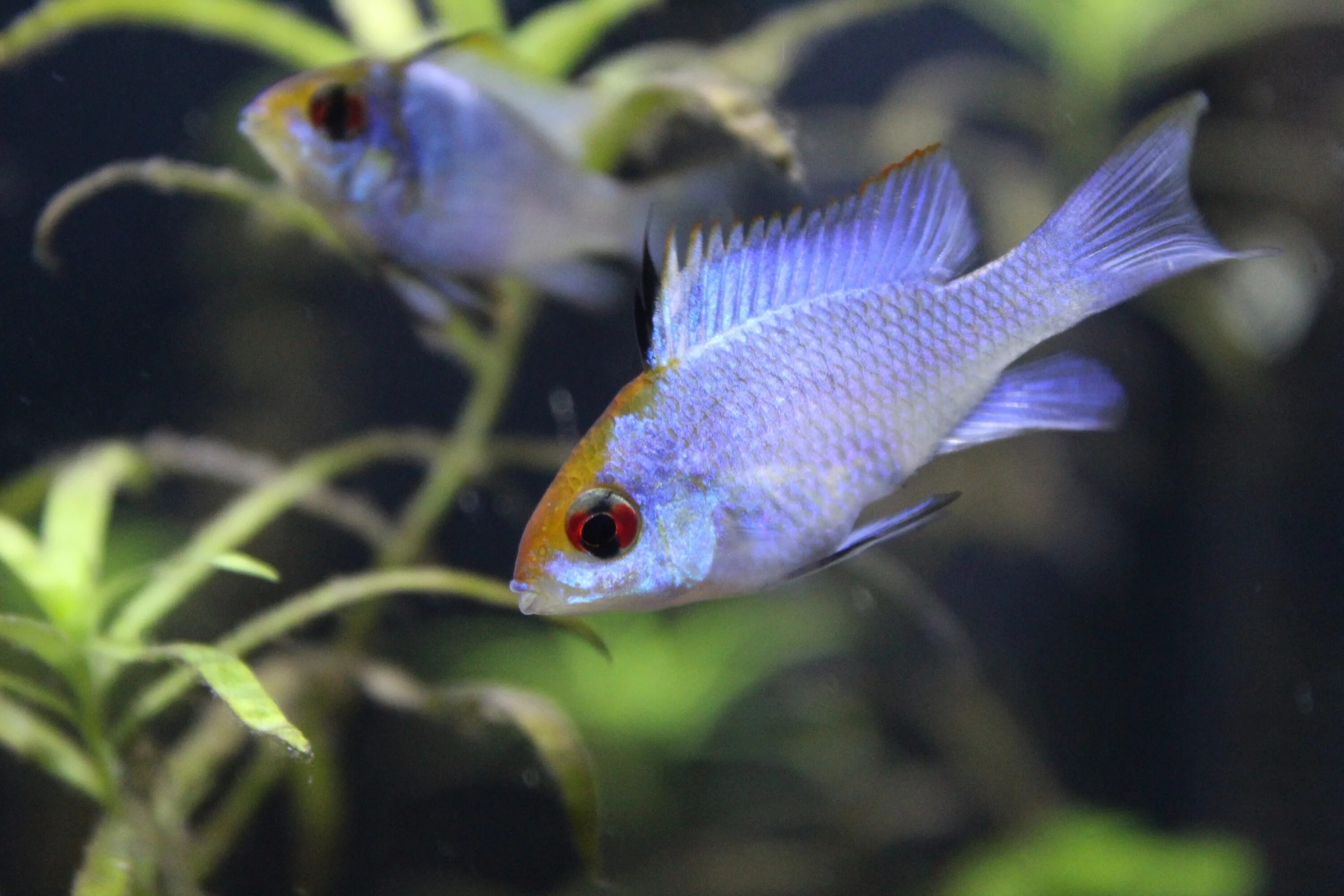 Blue ram. Циклиды аквариумные рыбки. Цихлида электрик Блю. Cichlid Rams. Циклиды Малавии.