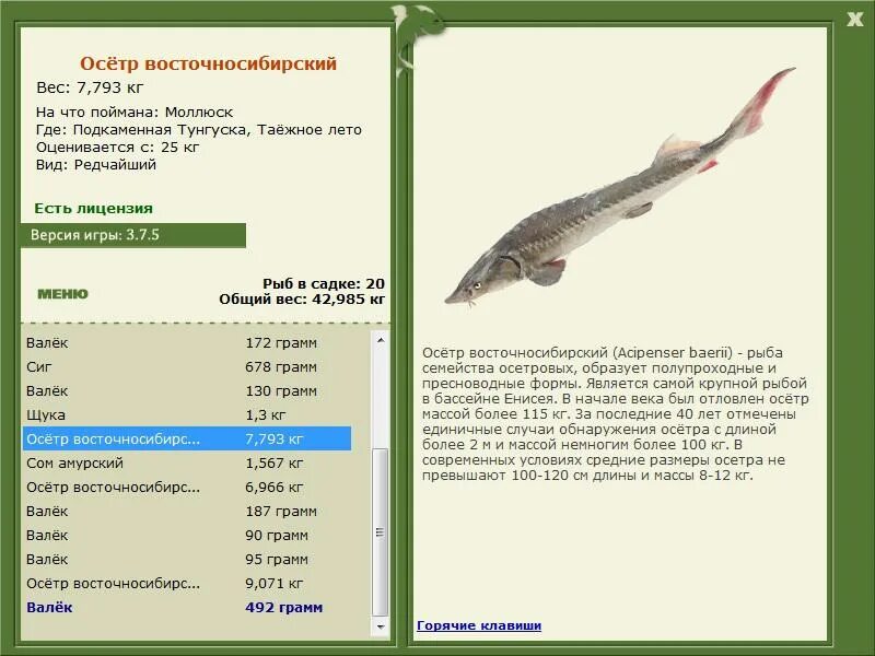 проходные рыбы презентация. полупроходная рыба названия. полупроходные рыбы. проходные и полупроходные рыбы. русская рыбалка 3 7 4 подкаменная тунгуска осетр восточносибирский.