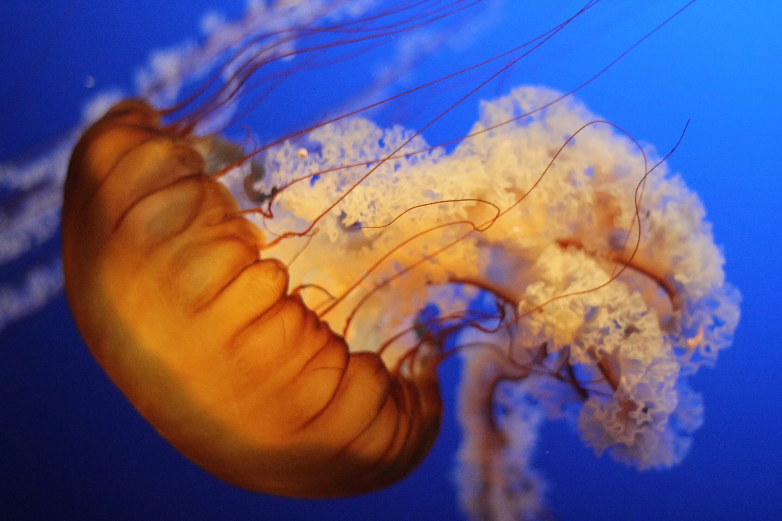 Медуза фото. Живые организмы морей и океанов. Биология фото. Биологические картинки.