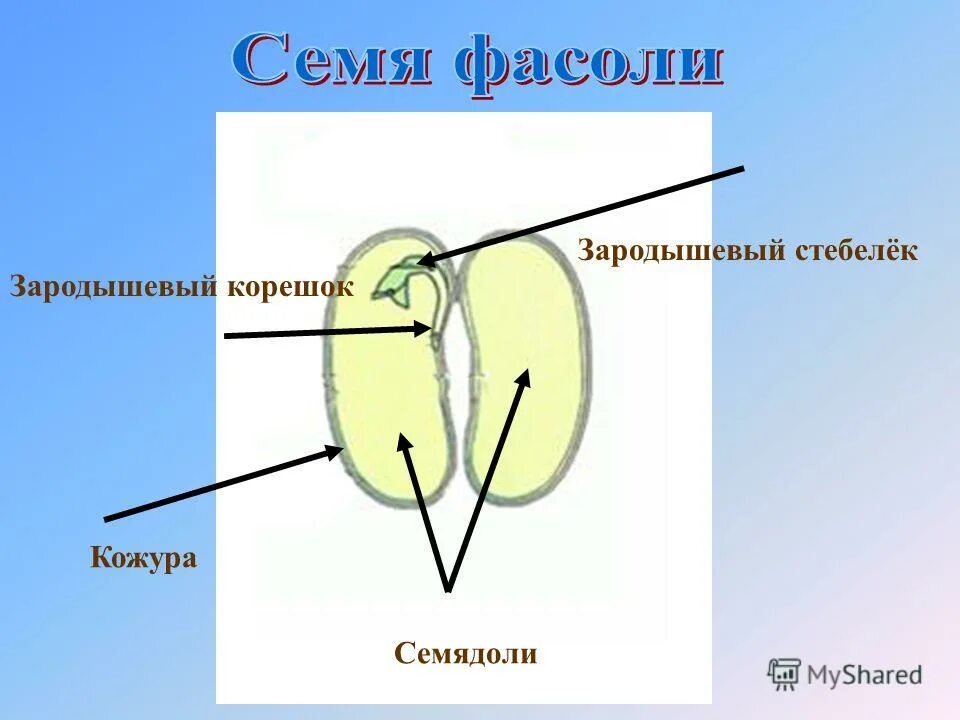 зародыш семядоля и. зародышевый стебелек. строение ростка фасоли. строение семени семенная кожура. женский гаметофит селагинеллы.