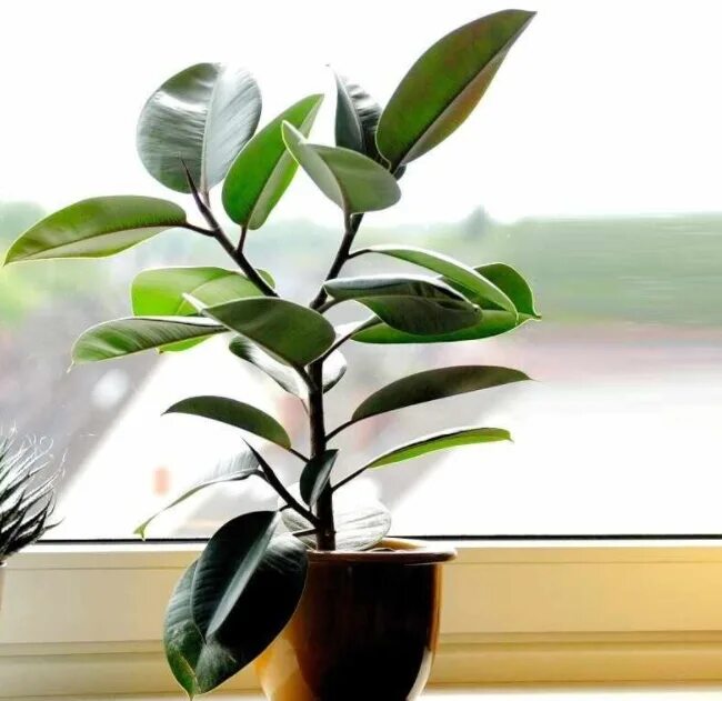 Как зимует фикус. Как ухаживать за фикусом зимой. Фикус как ухаживать в домашних условиях зимой. Ухаживание за растениями. Как ухаживать за фикусом зимой.