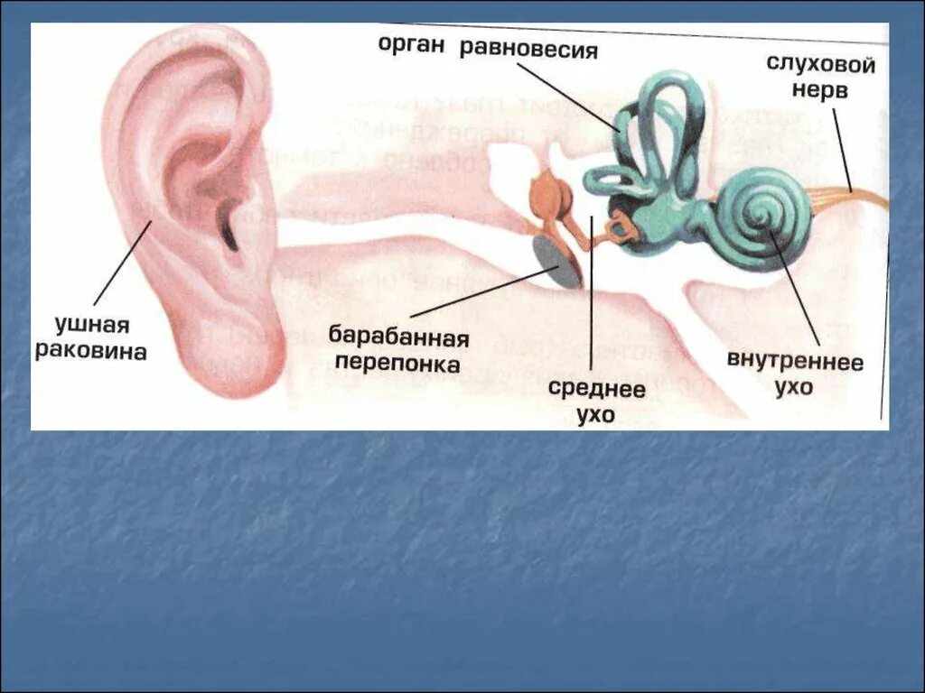 Схема строения органа слуха и равновесия. Строение органа слуха человека. Орган слуха и равновесия ухо. Ухо орган равновесия.