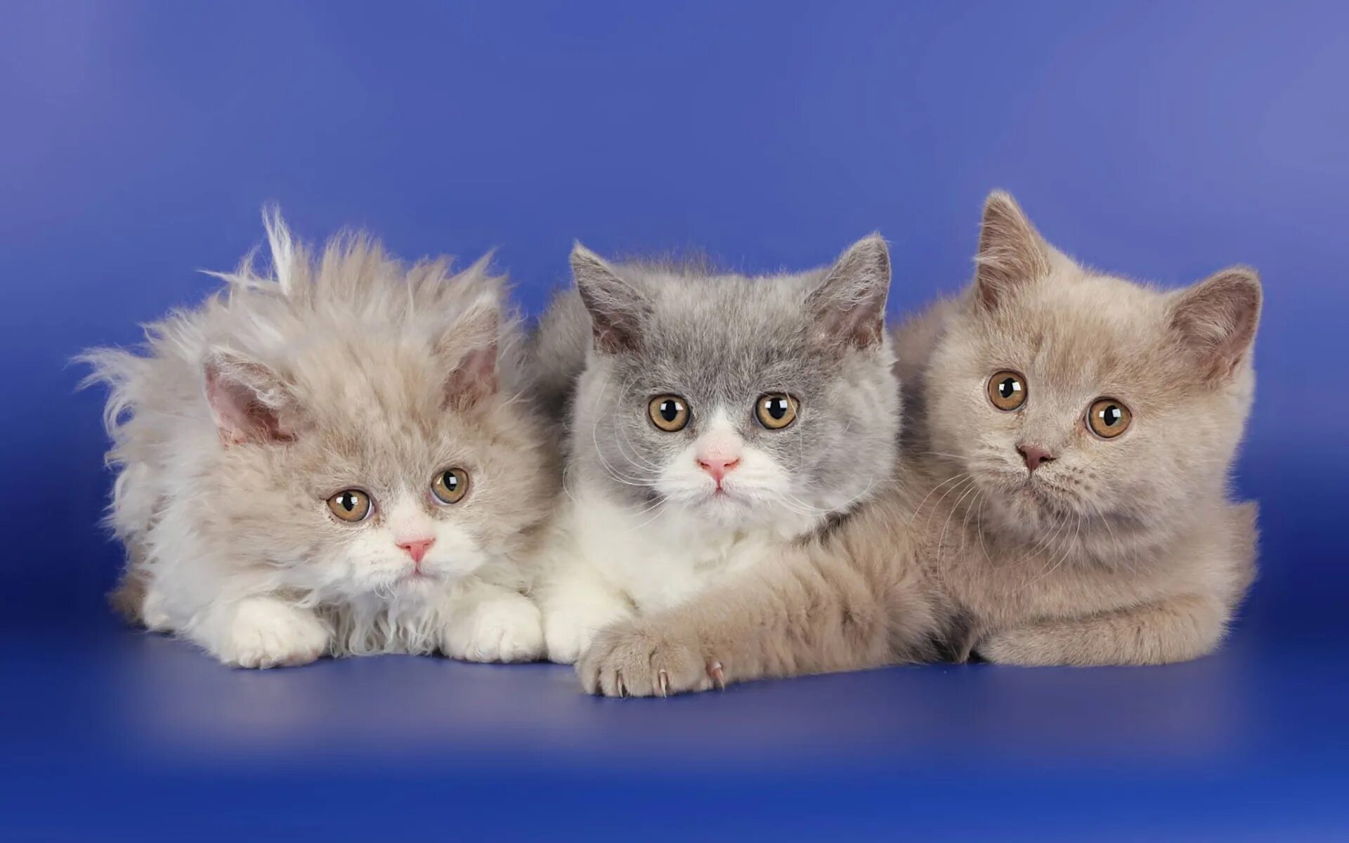 Много красивых кошек. Коты разных пород. Покажи другие котики. Порода кошек khao manee. Милые котята.