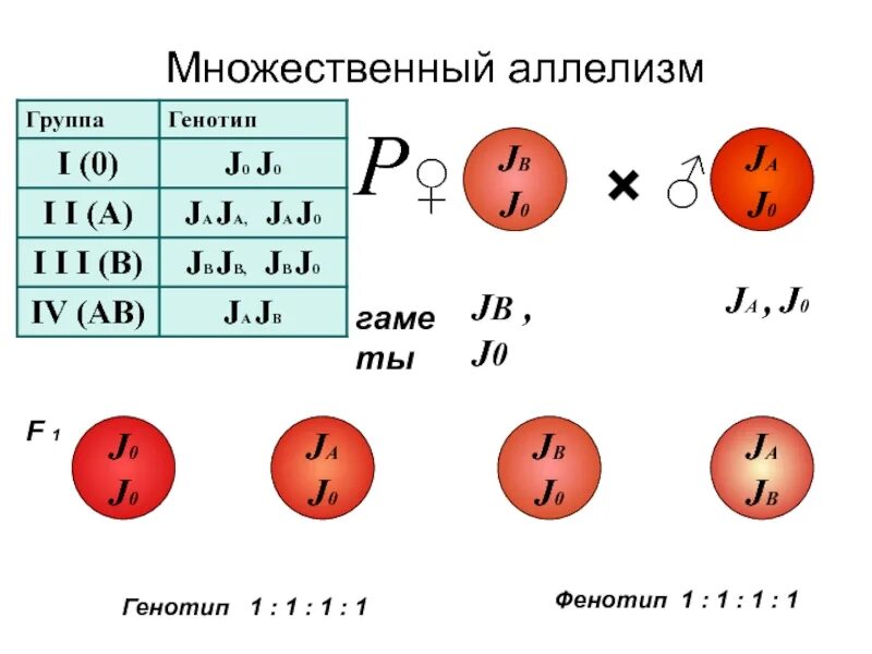 Множественный аллелизм и кодоминирование. Аллелизм. Множественный аллелизм.. Множественные аллели. Множественный аллелизм примеры.