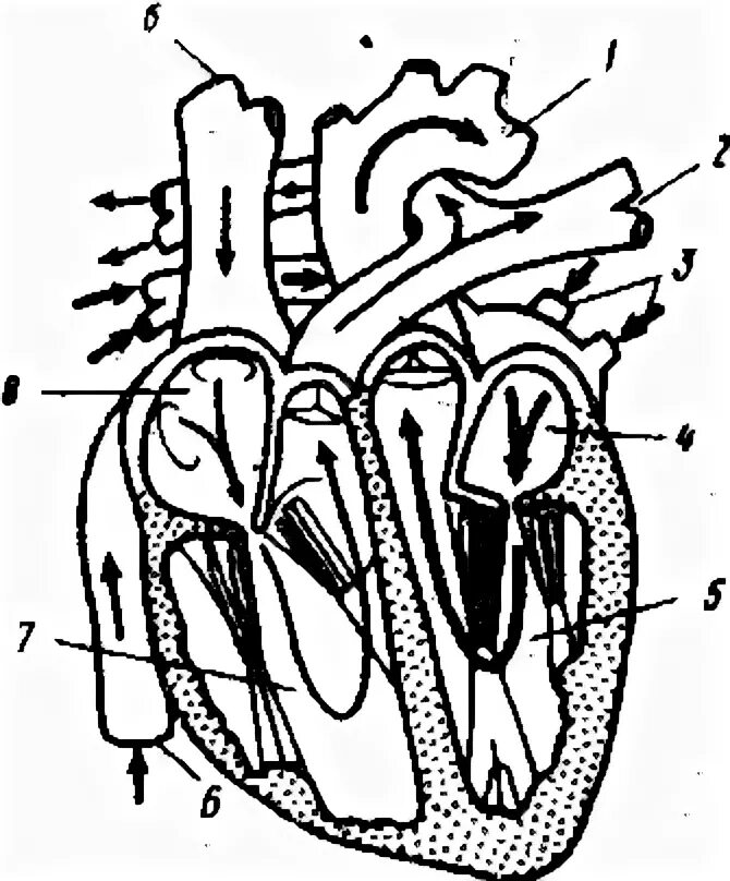 Сердце биология тест. Строение сердца. Строение сердца схема. Схема сердца без подписей. Сердце человека схема без подписей.