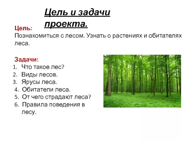 Проект на тему леса. Проект на тему лес. Тема жизнь леса. Цель проекта лес и обитатели.