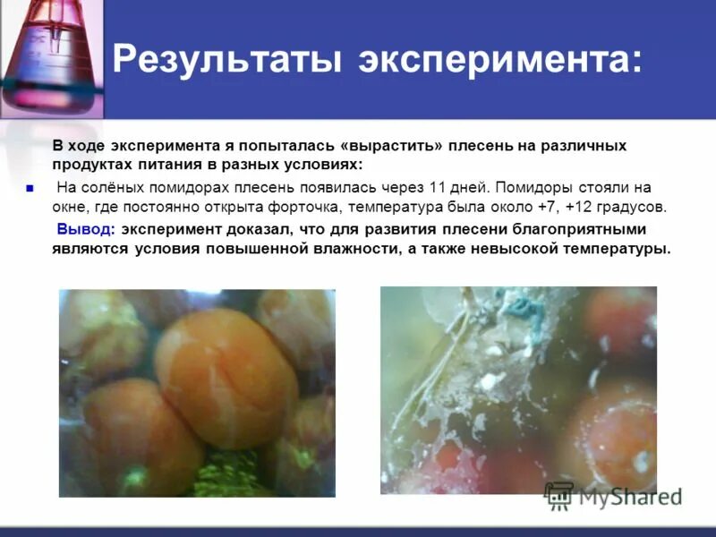 Плесень исследовательская. Плесень на продуктах. Эксперимент по выращиванию плесени в разных условиях. Плесень на помидорах. Появление плесени.