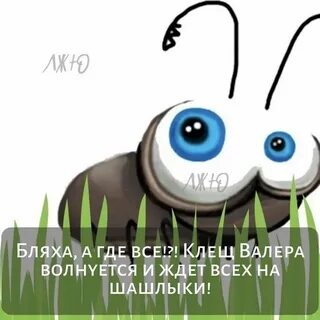 Клещ валера