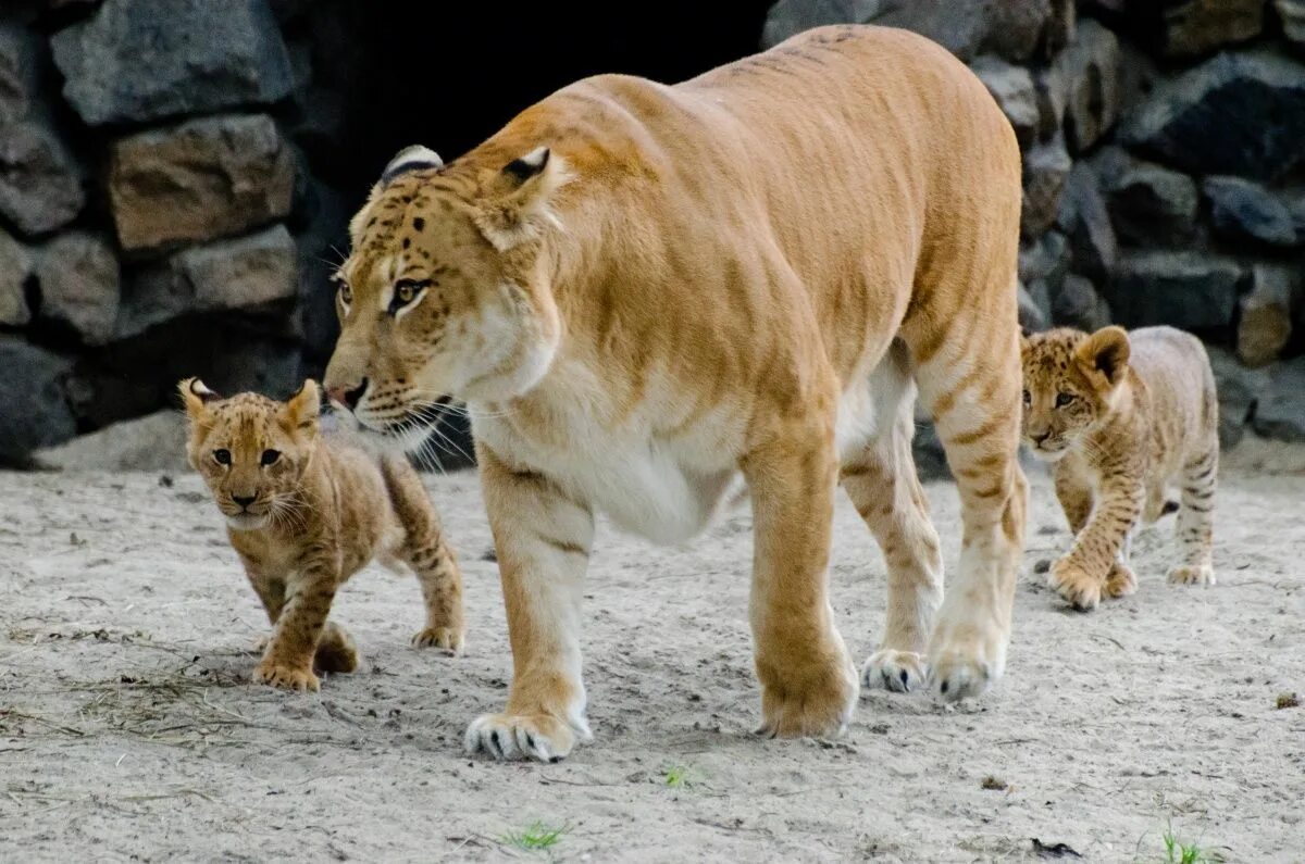 Liger uzbek tilida. Лилигр Киара. Лигр гибрид.