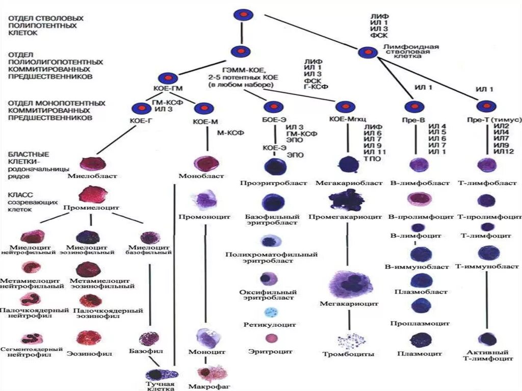 Схема клеток крови. Схема кроветворения стволовая клетка. Постэмбриональный гемопоэз гистология. Схема гемопоэза лейкоцитов. Гемопоэз схема кроветворения.