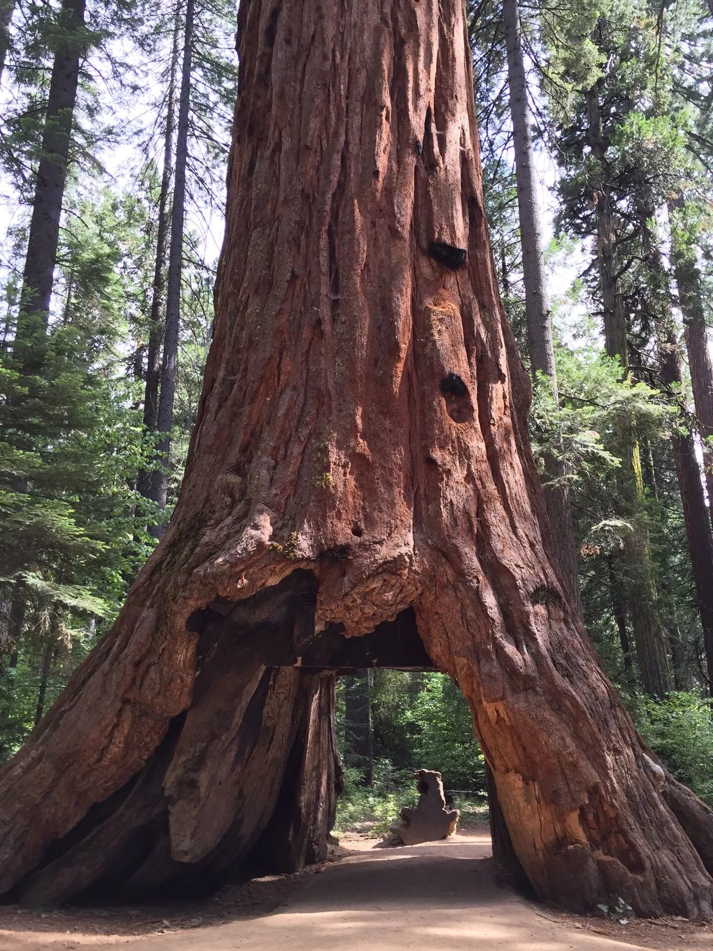Огромные стволы деревьев. Секвойя дерево. Секвойя вечнозелёная. Калифорнийская Секвойя. Секвойя дендрон дерево.