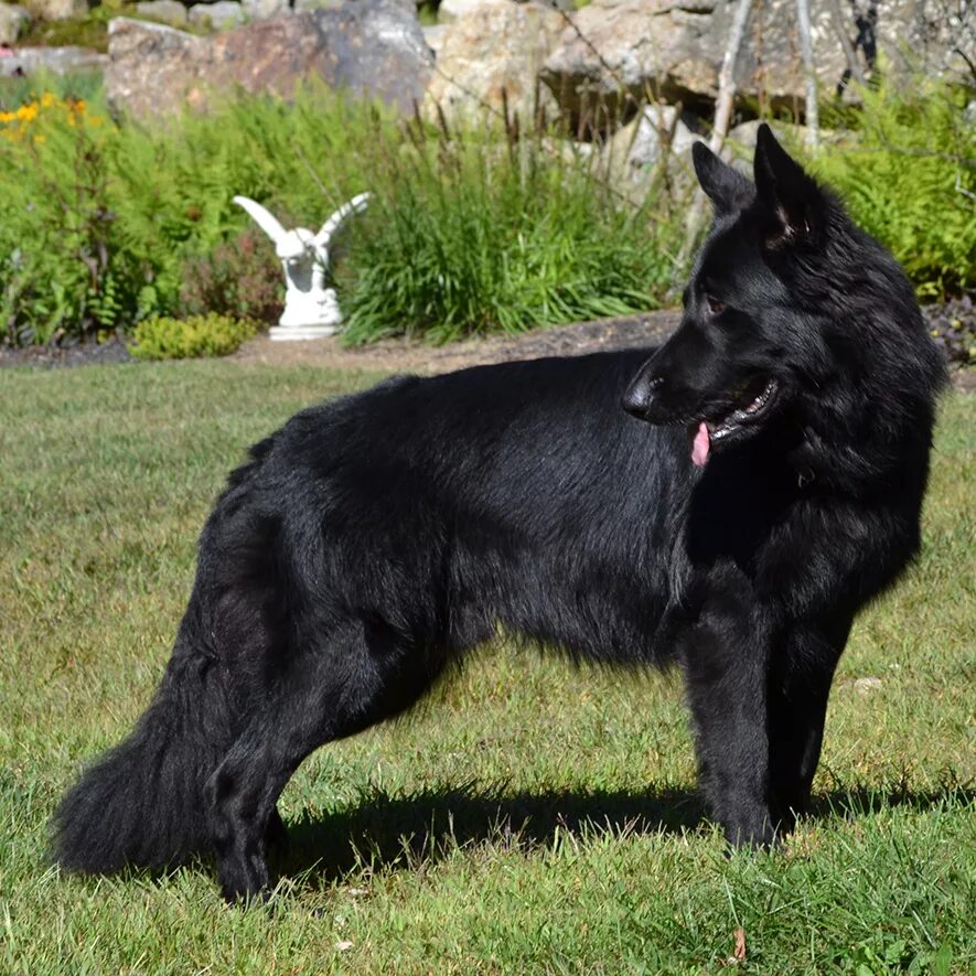 Как называется порода черной собаки. Немецкая овчарка черная. Немецкая овчарка черная длинношерстная. Старонемецкая овчарка черная. Немецкая овчарка Блэк.