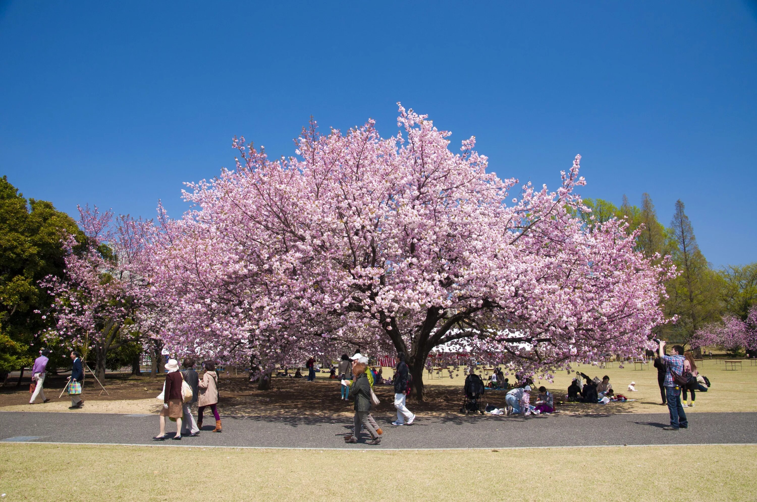 Сакура районы. Япония Сакура. Парк Сакуры в Японии. Гуанчжоу Сакура. Екатерининский парк цветение Сакуры.