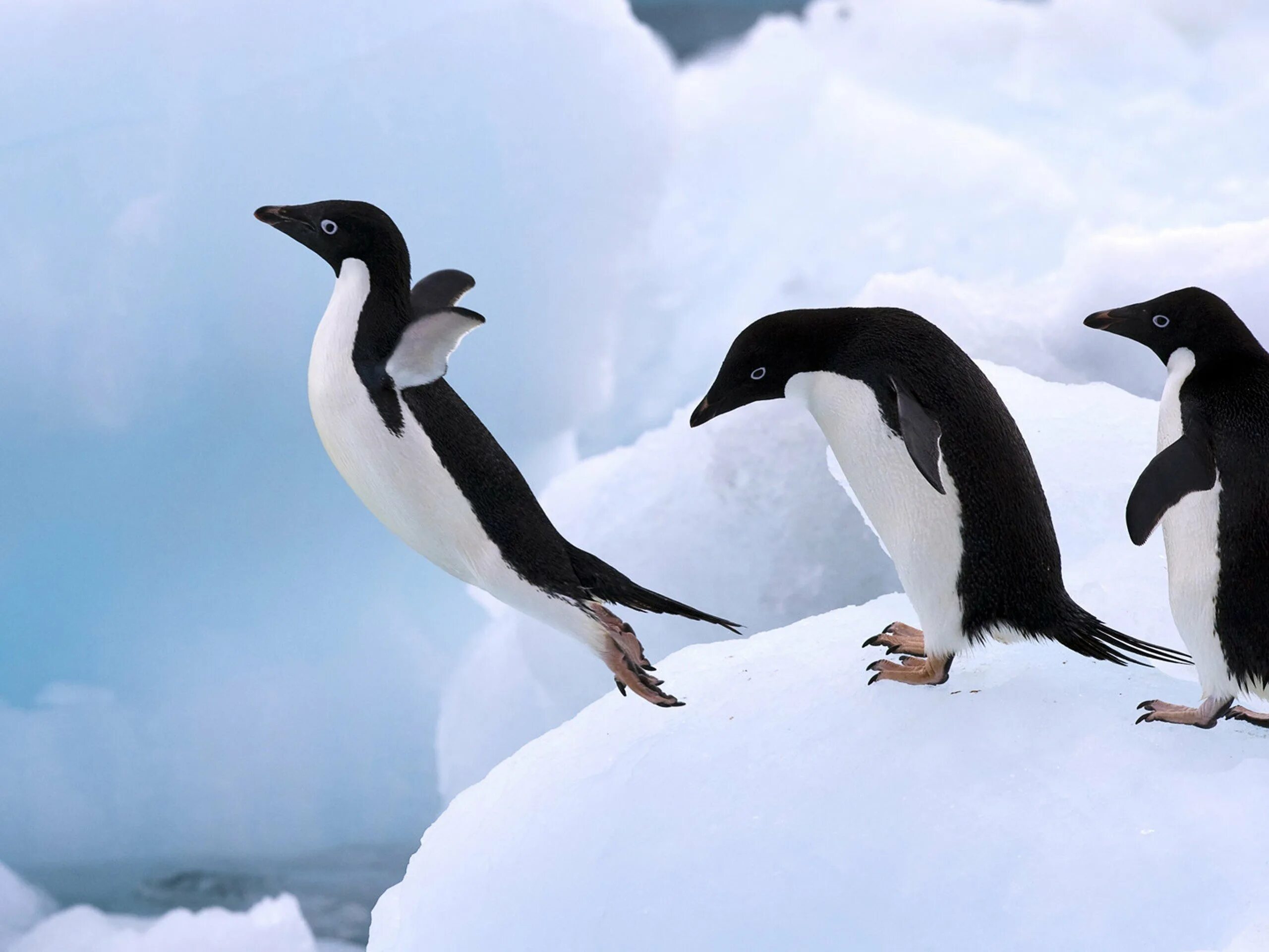 Пингвин касатка лодка. Пингвин. Пингвины в Антарктиде. Пингвин прыгает. Птицы Антарктиды.