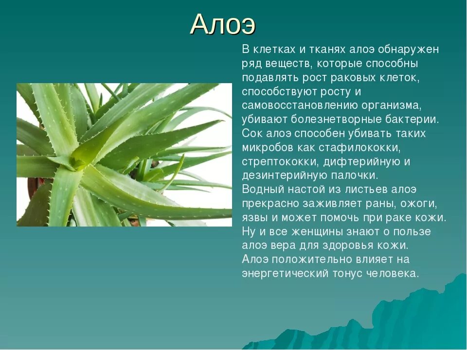 Черты приспособленности алоэ. Алоэ строение алоэ. Алоэ древовидное (столетник) сок.