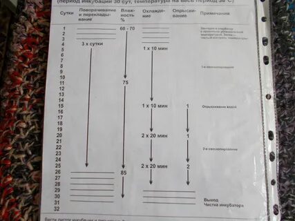 Вывод гусей в пенопластовом инкубаторе. 