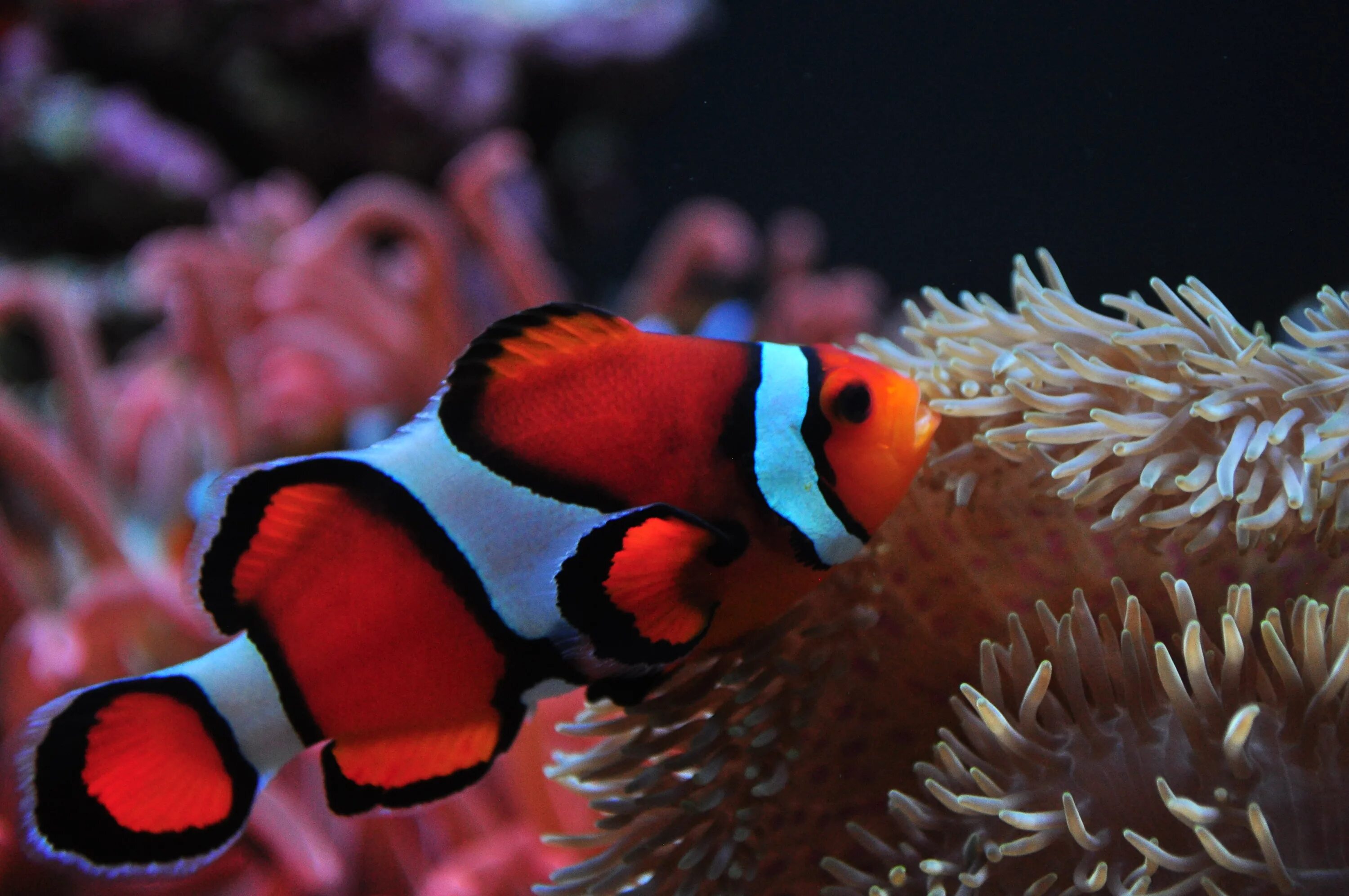 Друг рыбы клоуна. Amphiprion percula. Амфиприон клоун. Пестроносый амфиприон. Рыба клоун оцеллярис.