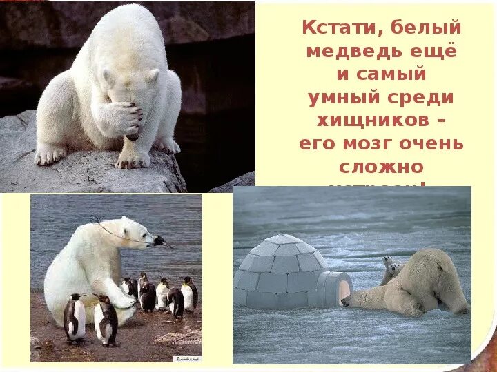 Загадки про арктику. Полар беар. Белый медведь интересные факты для детей. Белые медведи глобальное потепление. Нападение белого медведя.